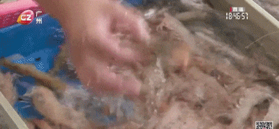 开渔时节忙抢“鲜” 生猛鱼虾入碗来[00_00_23--00_00_27].gif