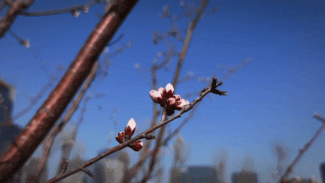 GIF_20260312145307637.GIF