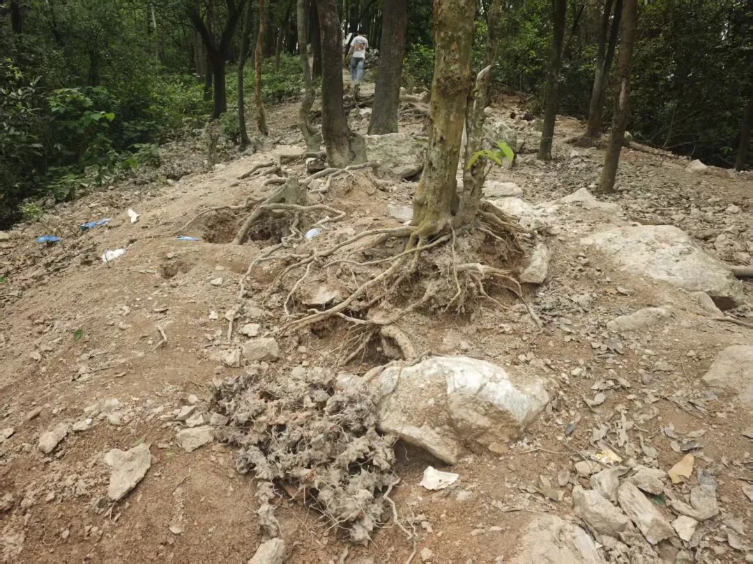 “挖水晶”导致山体裸露，个别树根裸露、地表出现孔洞。1.jpg