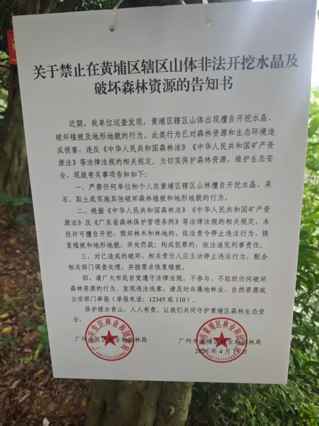 4月13日，黄埔区林业和园林局发出了《关于禁止在黄埔区辖区山体非法开挖水晶及破坏森林资源的告知书》，并与联和街道在沿途相关点位张贴告知书。3.jpg