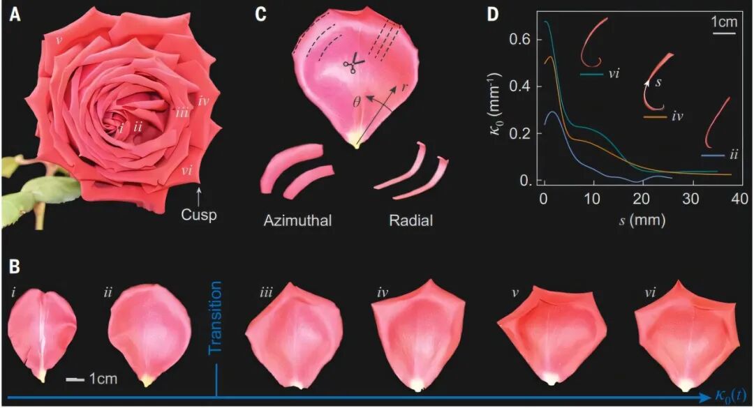 Researchers discover how the rose grows into its unique shape