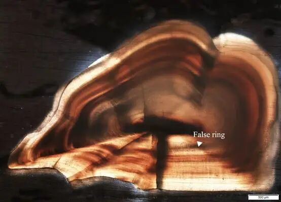 false ring示意图.jpg