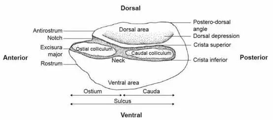 fig2.jpg