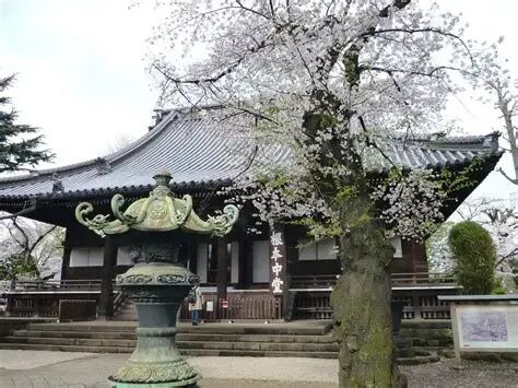 東叡山寛永寺-上野公園散歩② - 尾形修一の紫陽花(あじさい)通信