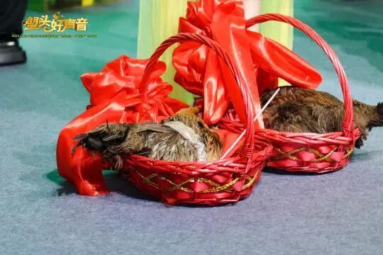 猪2.jpg