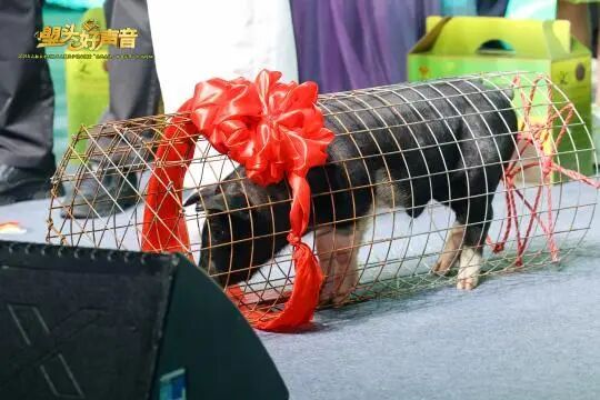 猪3.jpg
