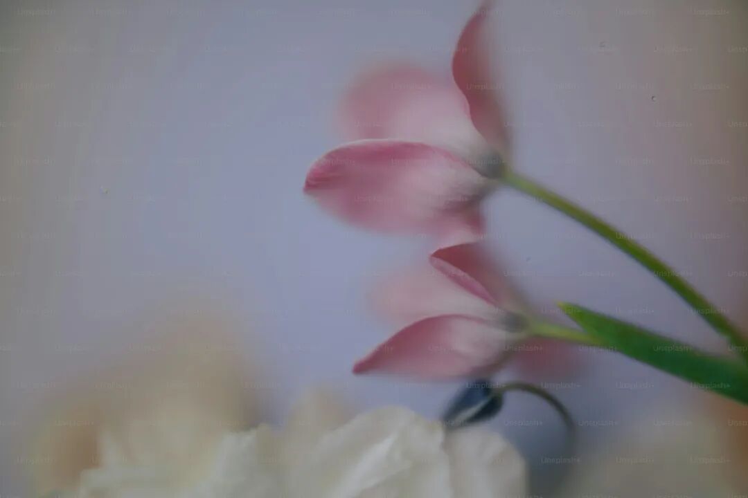 柔和的粉红色花朵优雅地绽放。