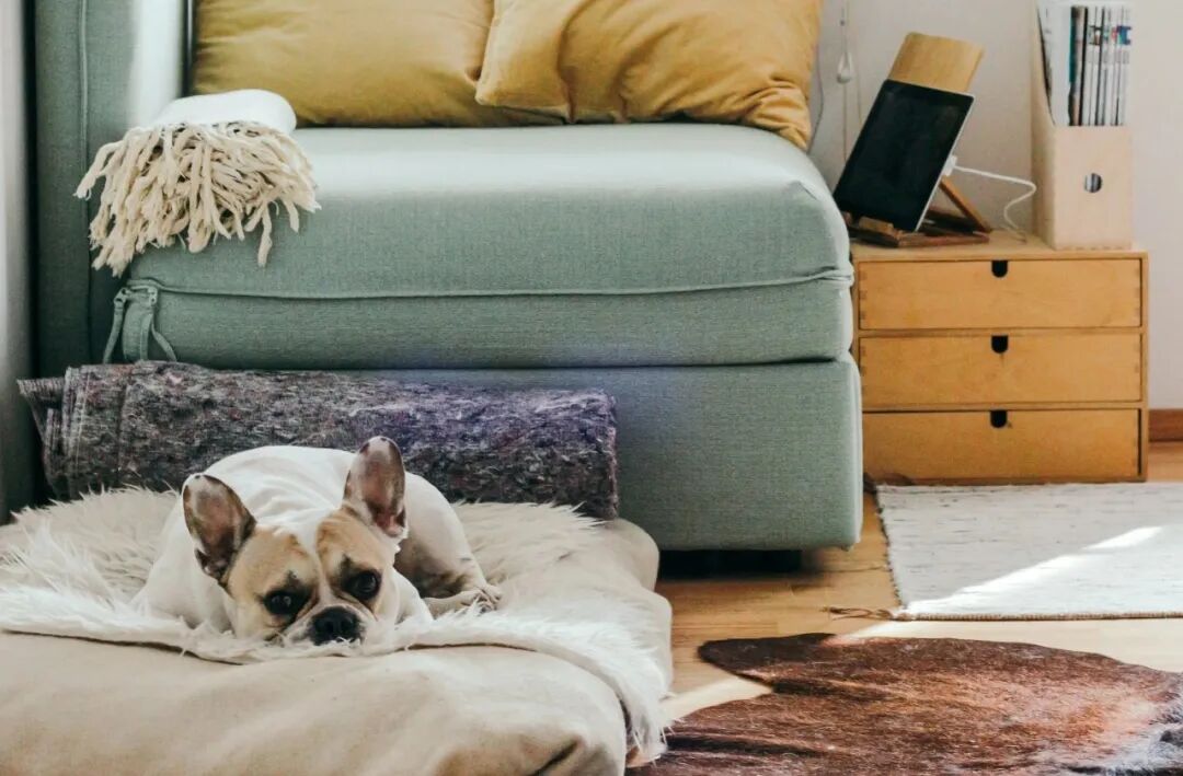 beige puppy lying on brown textile