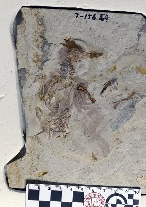 Fossil
