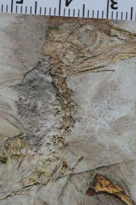 Rocks close-up