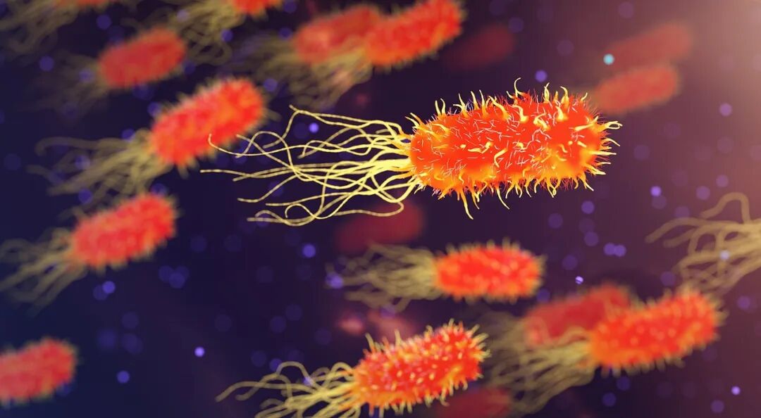 Free Bacteria Microbiology photo and picture