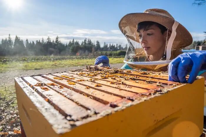 Dr. Alison McAffee inspects honey bee colony - horizontal