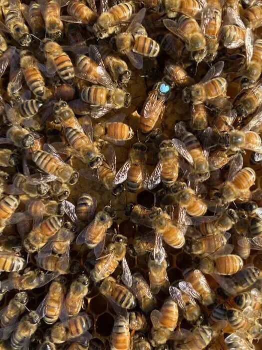 Queen honey bee