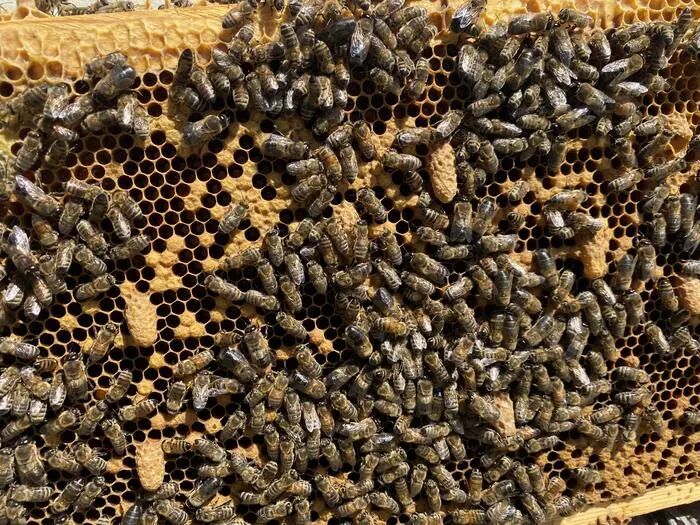Supersedure cells on a honey bee frame