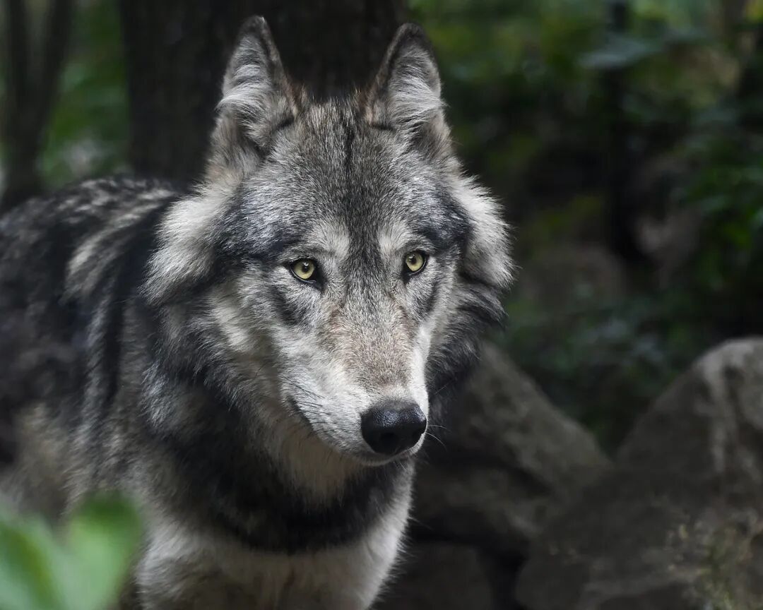 Free Wolf Predator photo and picture