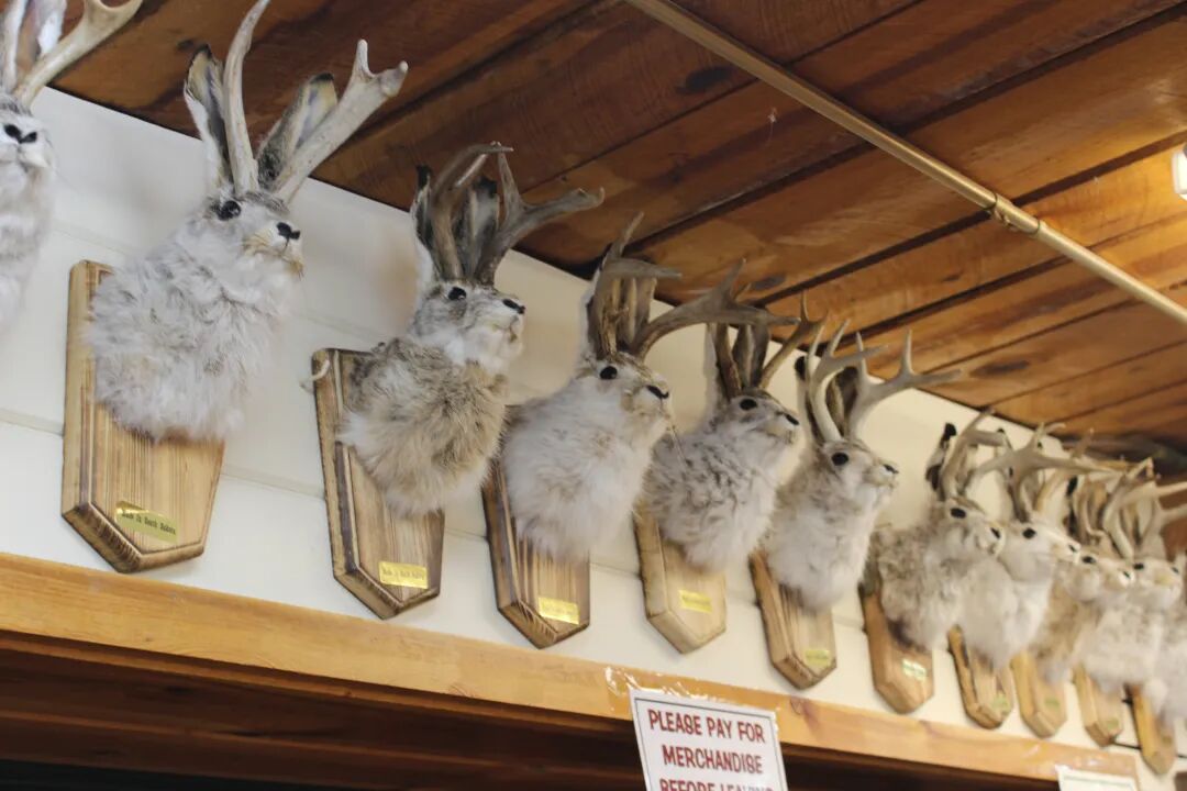 The legend of the horned rabbit of the West - High Country News