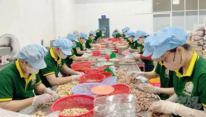 Part 1] Attracting Investment into the cashew processing industry