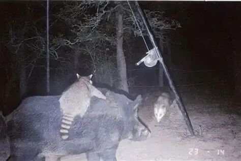 浣熊狂野骑行野猪 找负鼠决斗！真的还是假的 - 叮当号