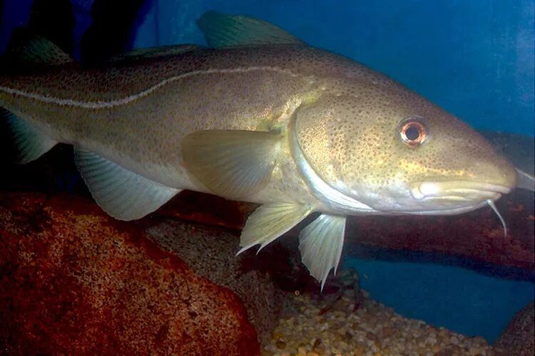Atlantic Cod | NOAA Fisheries