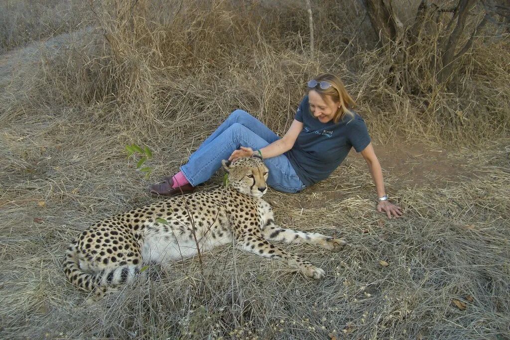 Cheetah, the Only Big Cat That Has Never Killed a Human - Seasia.co