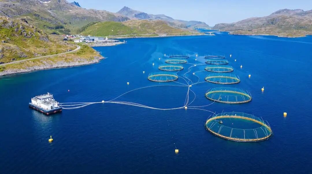 Salmon and shrimp farmers' fortunes continue to diverge | The Fish Site