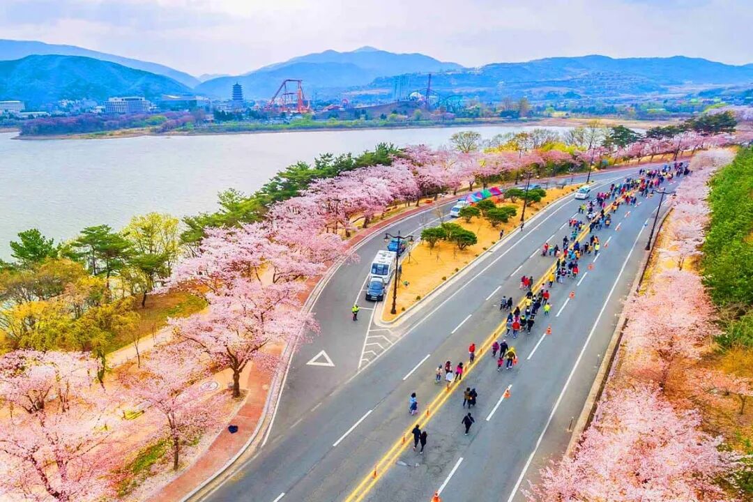 천 년의 역사 위에 꽃이 핀다”… 봄꽃으로 물드는 천년 고도 여행지 - 네이트뷰