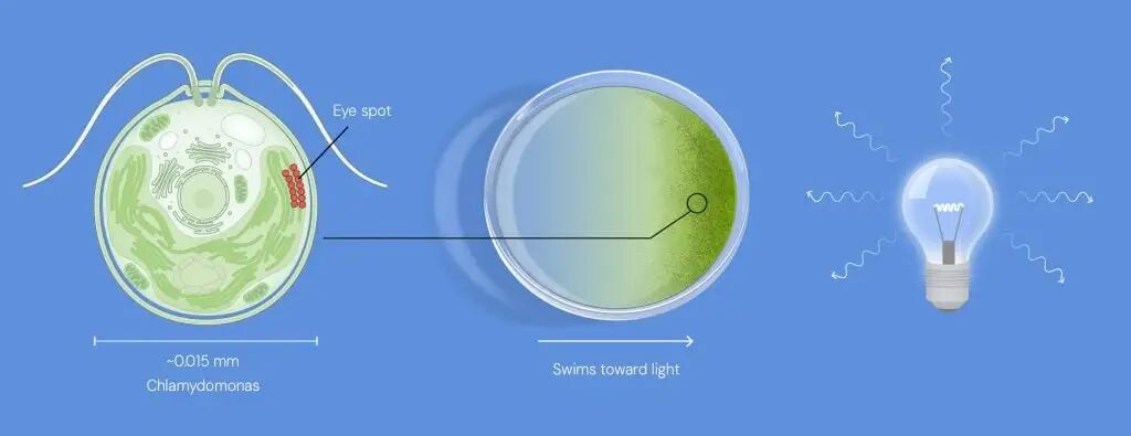 Illustration: The alga Chlamydomonas senses light using its eyespot
