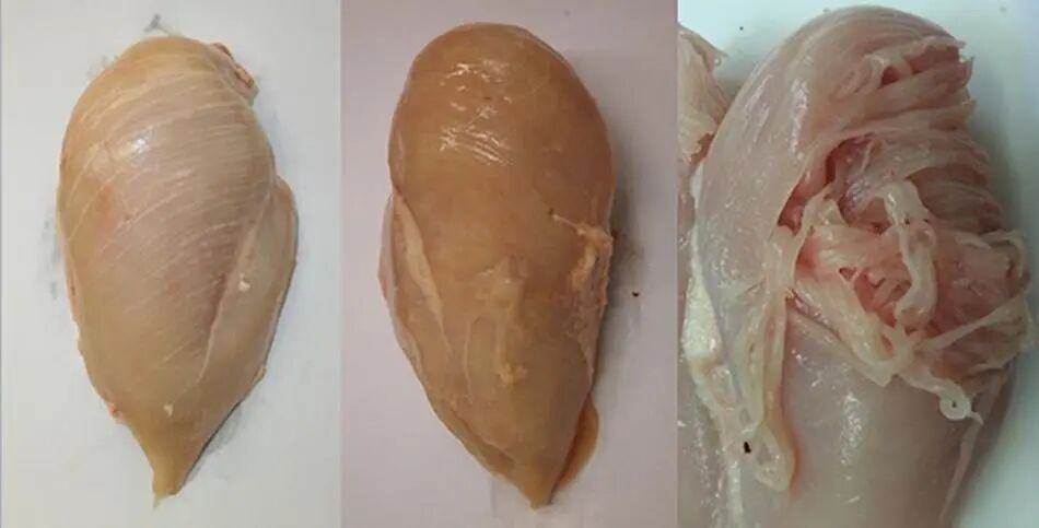 Frontiers | Characterising the Influence of Genetics on Breast Muscle Myopathies in Broiler Chickens