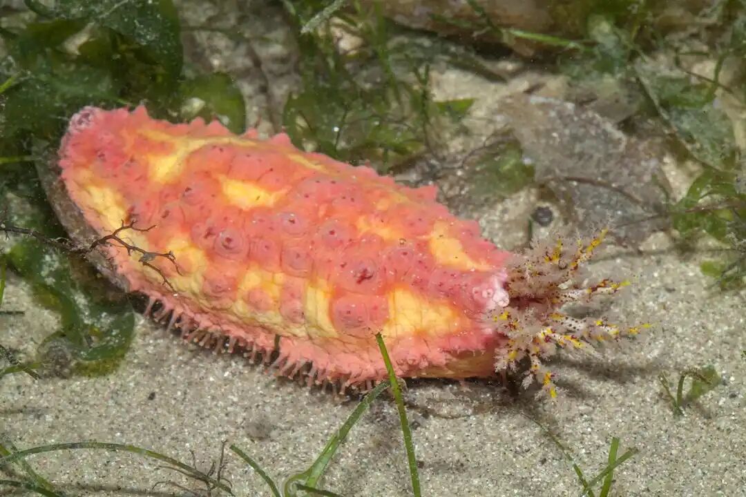 Pink Warty Sea Cucumber