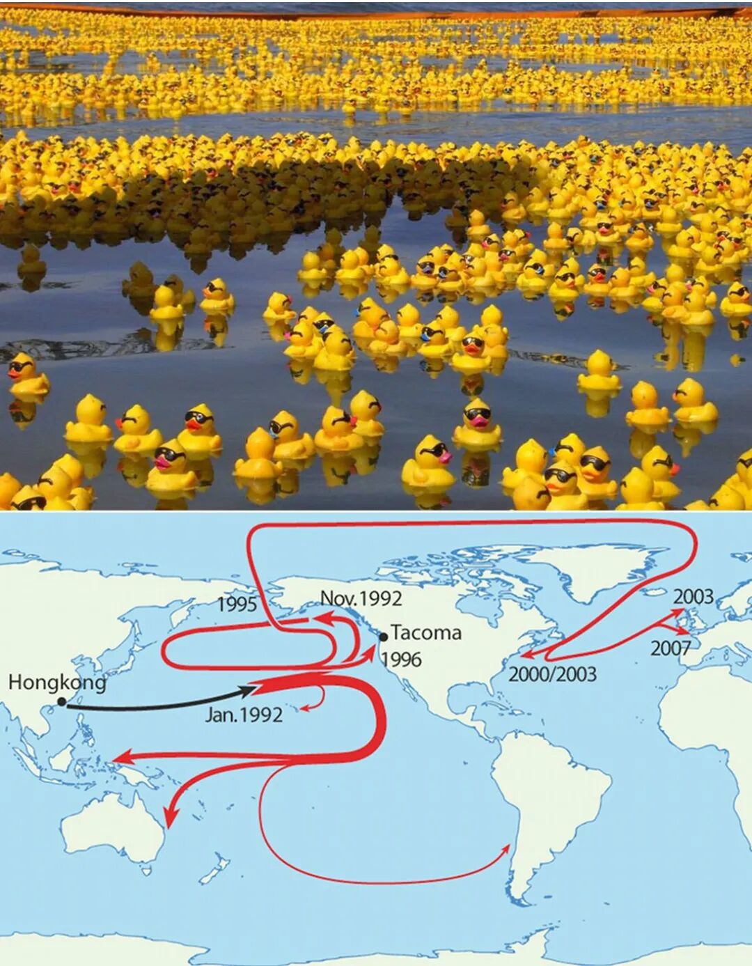 Friendly Floatees: Rubber Ducks in the Ocean | Rubber duck, Rubber ...