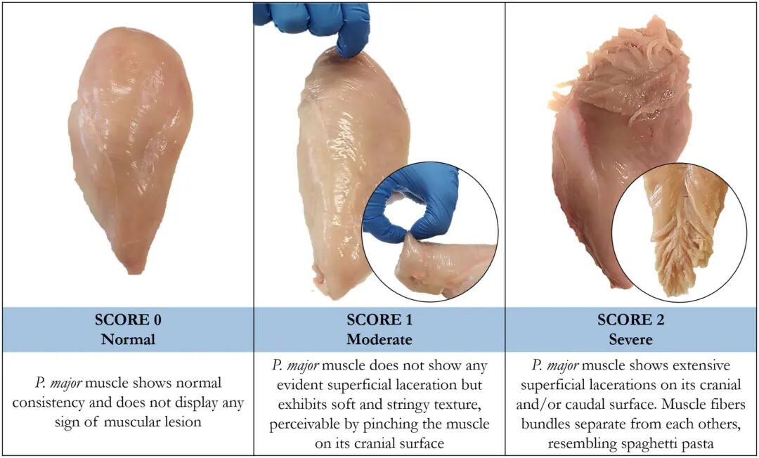 Frontiers | Spaghetti Meat Abnormality in Broilers: Current Understanding and Future Research Directions