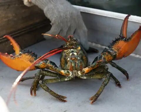 A lobster with raised claws