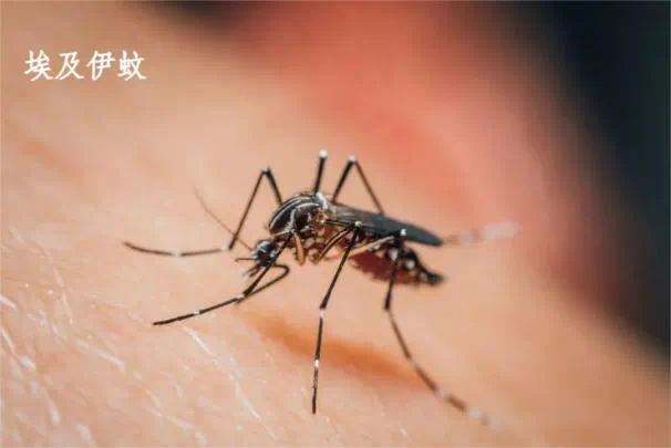图片来源：云南疾控