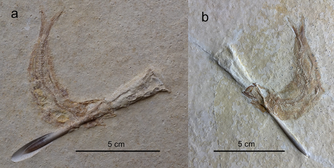 Fig. 4