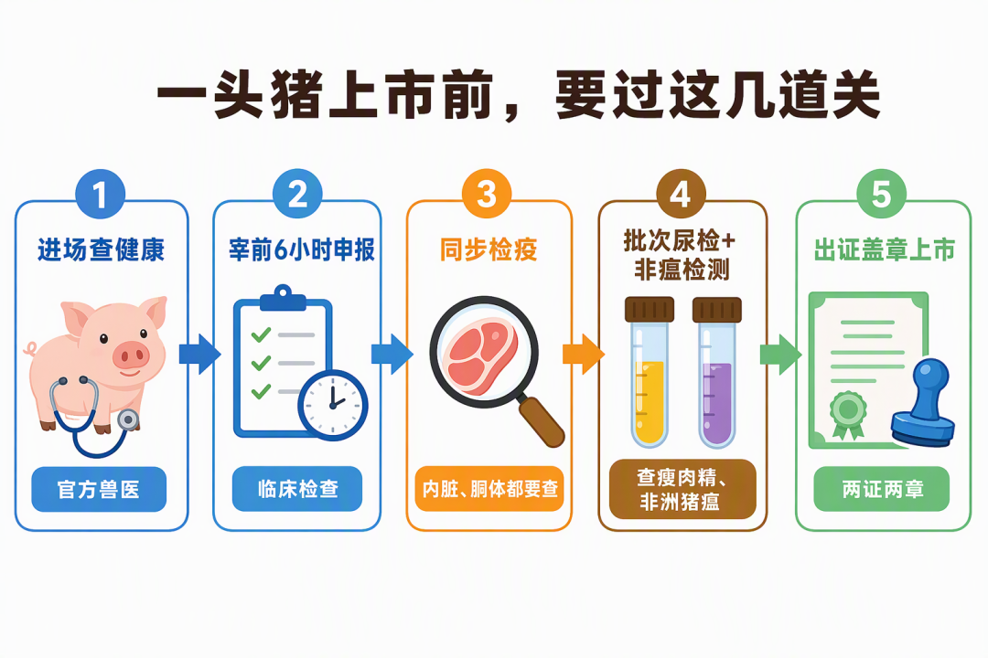 生猪上市前检疫流程图