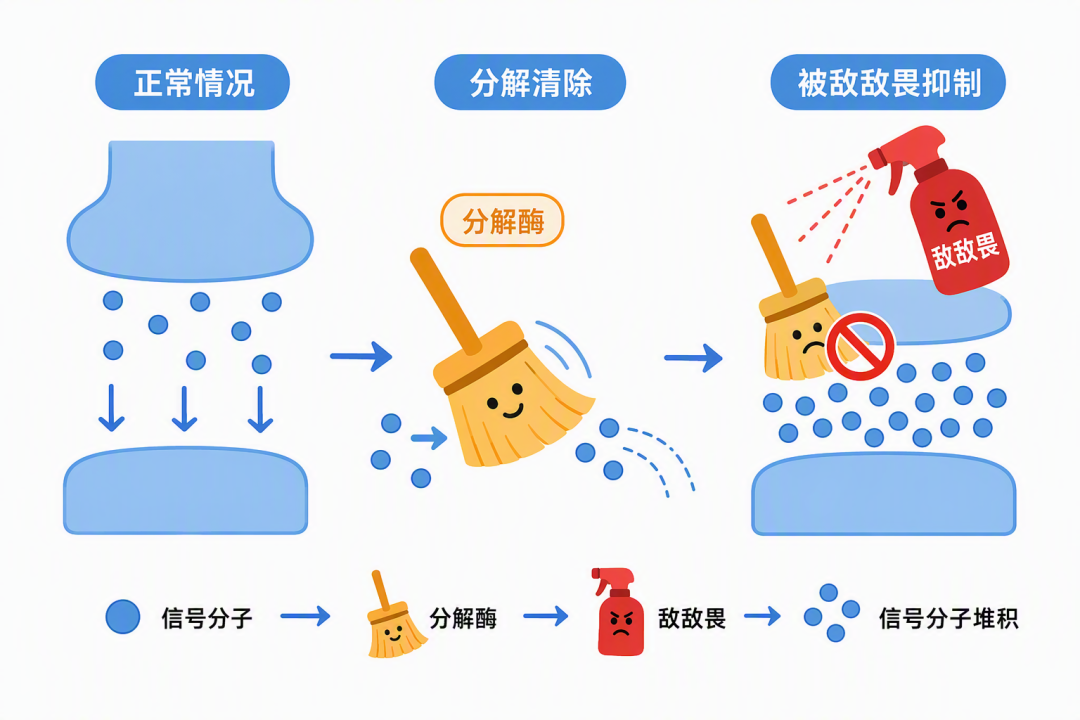敌敌畏抑制乙酰胆碱酯酶机制