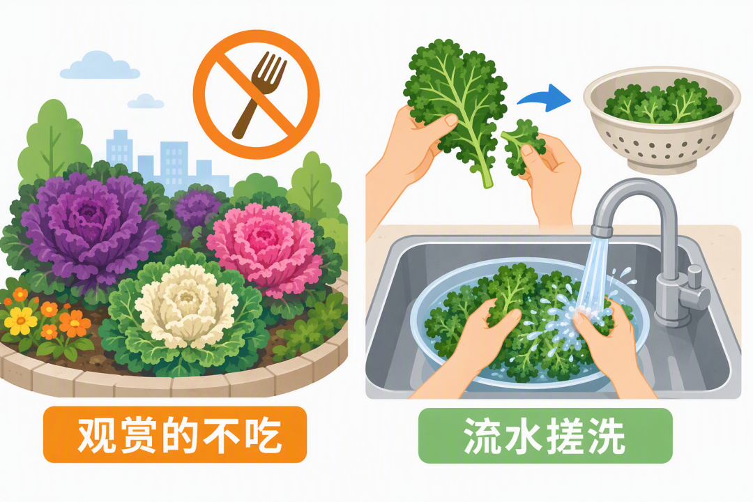 观赏款别吃，食用款流水搓洗