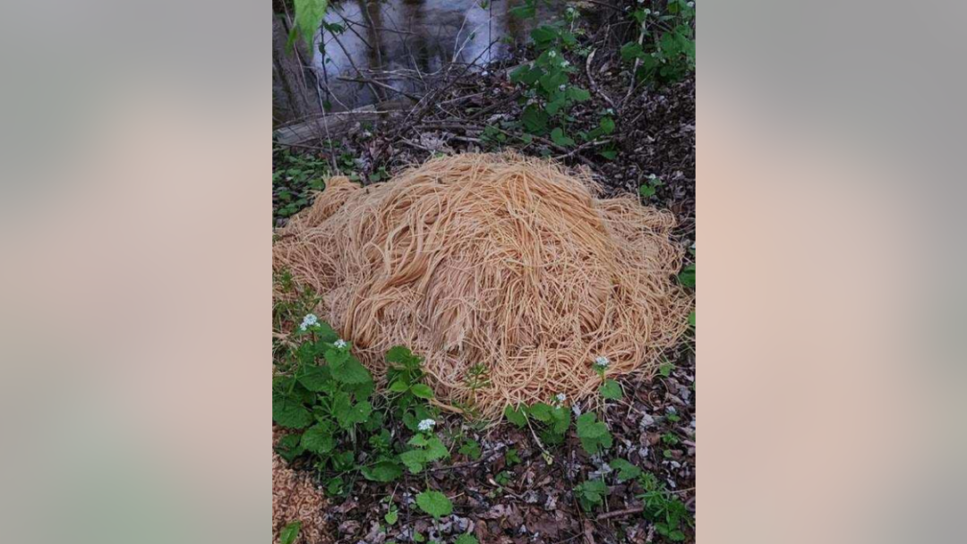 New Jersey resident finds giant mounds of dumped pasta in woods | Fox News