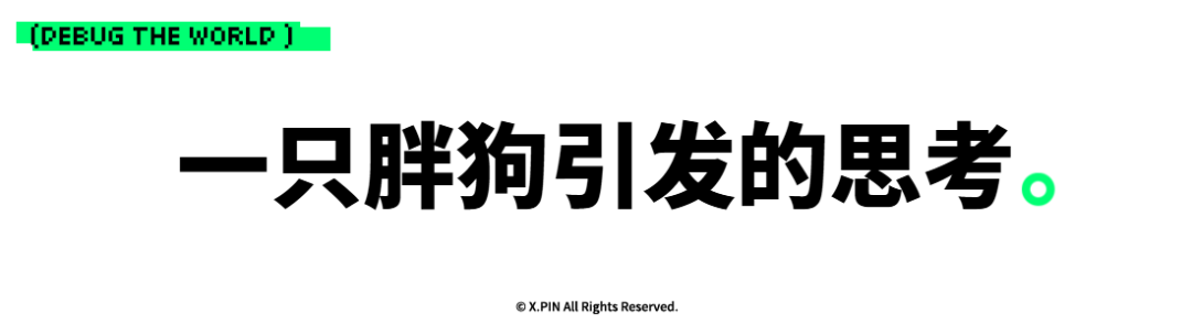 一只胖狗引发的思考。