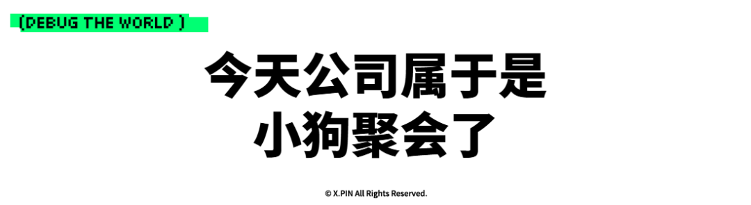 今天公司属于是 小狗聚会了