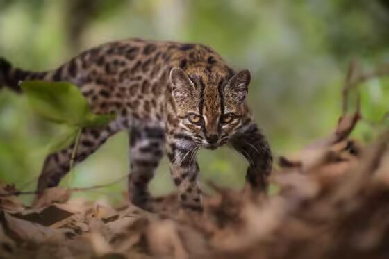 A Leopardus tilcayo at the Senda Verde animal refuge in Bolivia’s Yungas region.