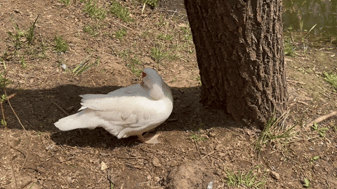 07.GIF