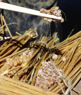 馬の背中で一昼夜温めた大豆、糸引く納豆に…「できてるよ！」「すごい！」と歓声 : 読売新聞