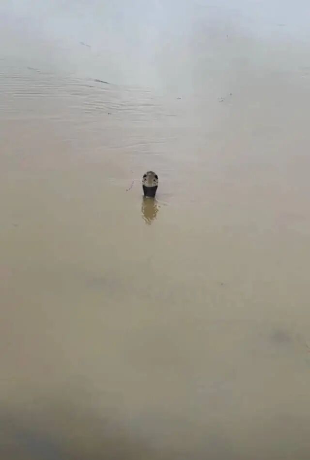 ▲洪水中的蛇 视频截图