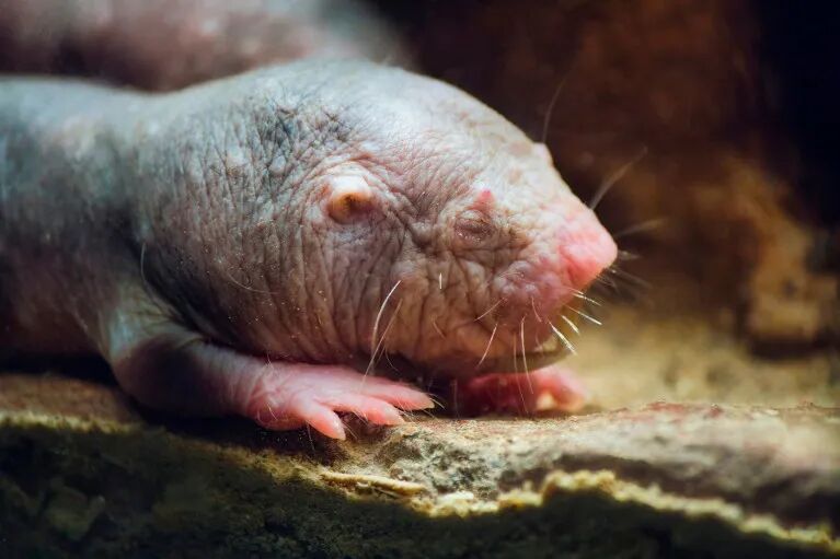 Close up of the head and forelegs of a naked mole rat in a burrow
