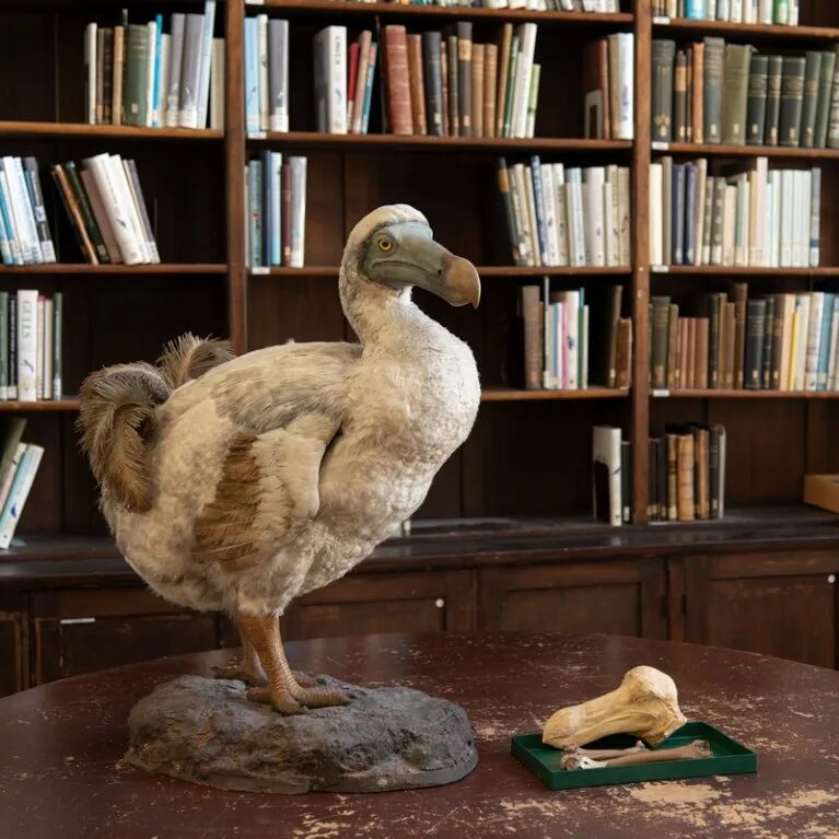 A stuffed dodo bird arranged on a table with a dodo skull and bone photographed against a wall covered in shelves with books