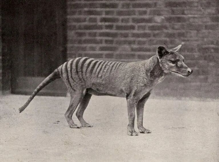 A black and white photo of a Thylacine standing in a walled enclosure in a zoo