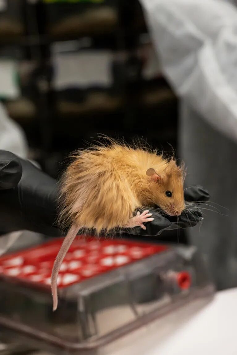 A gloved hand holding large mouse with long orange-brown fur