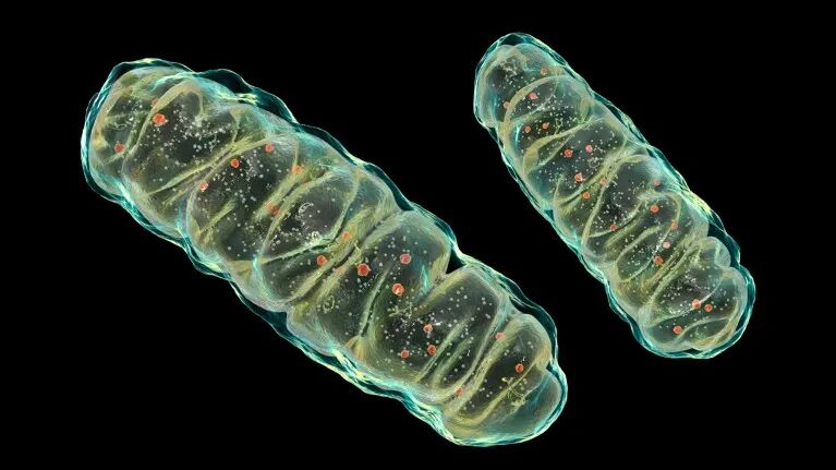 A computer illustration of two mitochondria shown in green and orange colours on a black background