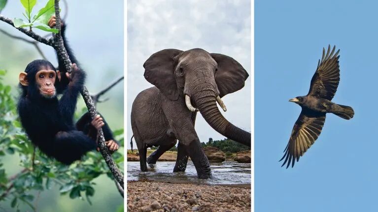 A three-picture composite of a juvenile chimpanzee, an African elephant in the centre, and a rook in flight